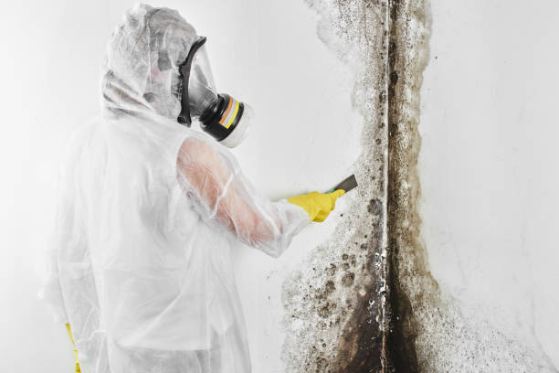 Best Residential Mold Removal  in Corry, PA
