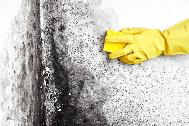 Best Mold Cleaning Services  in Corry, PA