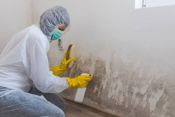 Best Local Mold Removal Service  in Corry, PA