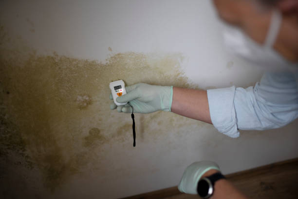 Best Office Mold Removal Services  in Corry, PA