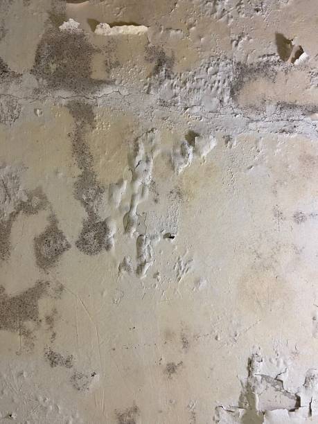Best Mold Damage Repair  in Corry, PA