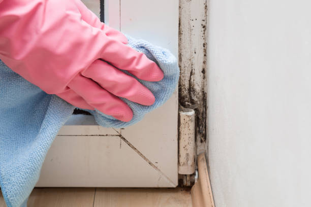 Best Mold Inspection  in Corry, PA