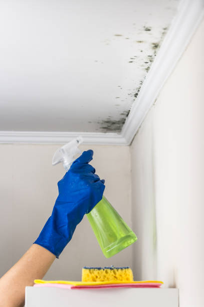 Best Black Mold Removal  in Corry, PA