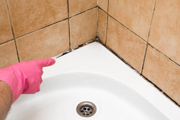 Best Mold Testing  in Corry, PA